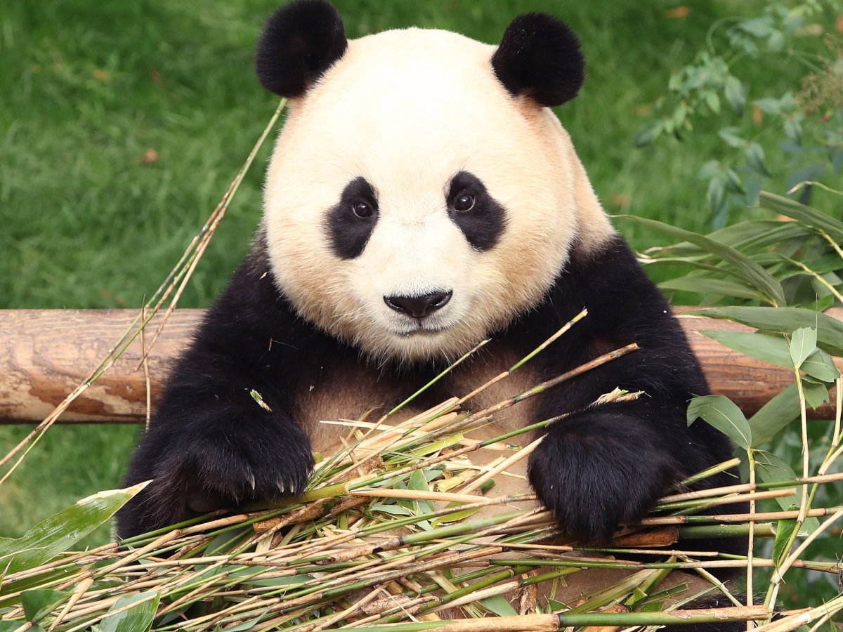 Panda celebrytka musiała opuścić swój dom. Reakcja mieszkańców chwyta za serce