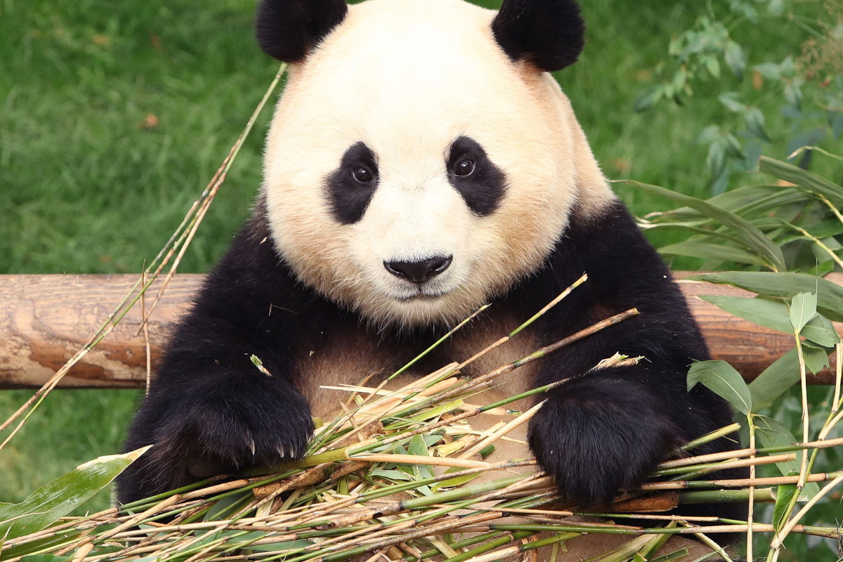 Panda celebrytka musiała opuścić swój dom. Reakcja mieszkańców chwyta za serce