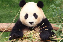 Panda celebrytka musiała opuścić swój dom. Reakcja mieszkańców chwyta za serce