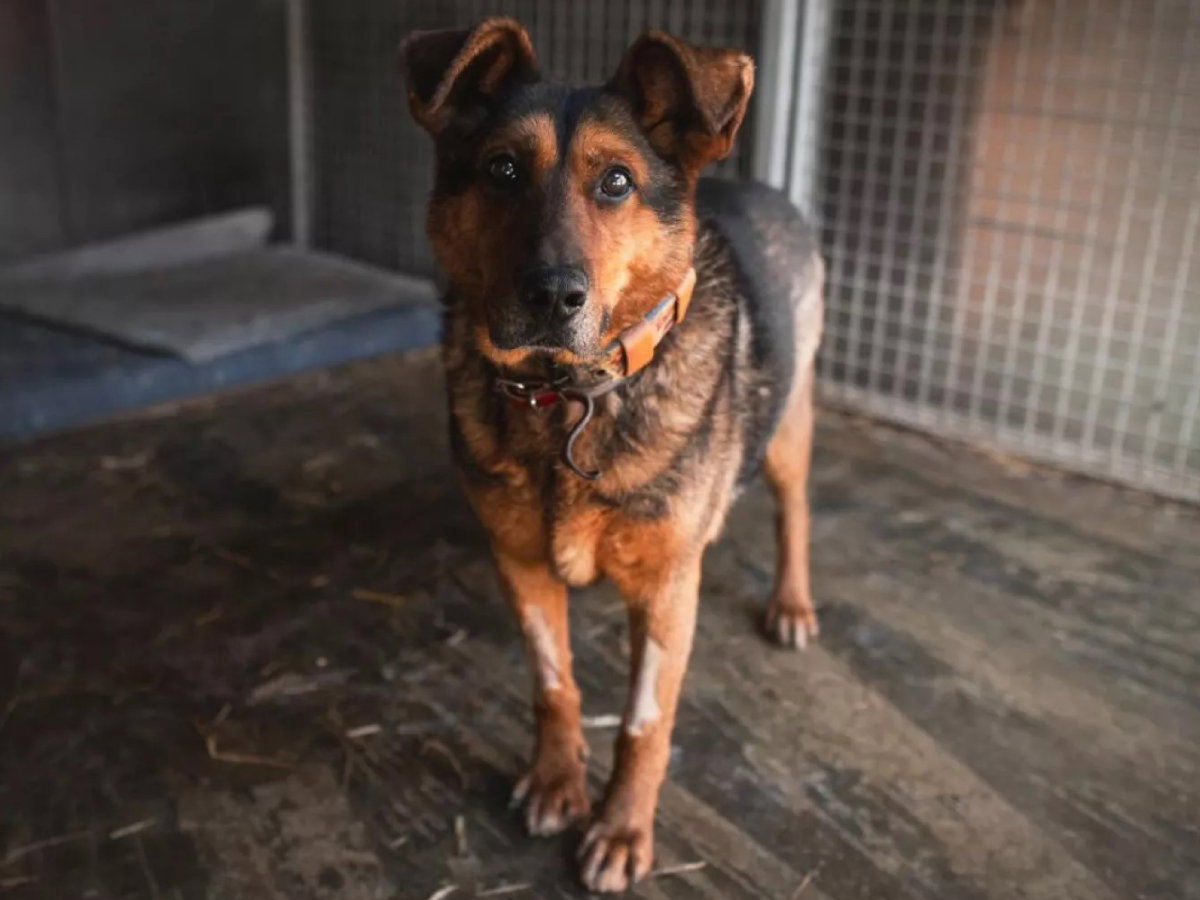 Pies do adopcji. Faworek był zaniedbywany, co teraz daje o sobie znać
