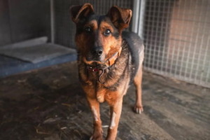 Pies do adopcji. Faworek był zaniedbywany, co teraz daje o sobie znać