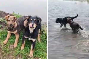 Dwa szczeniaki do adopcji. Fabio i Frugo mogą liczyć tylko na siebie