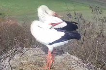 Najpopularniejsza para bocianów w Polsce znów razem