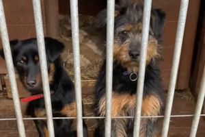 Psy do adopcji. Jaś i Małgosia mają tylko rok, a już wiele dramatów za sobą