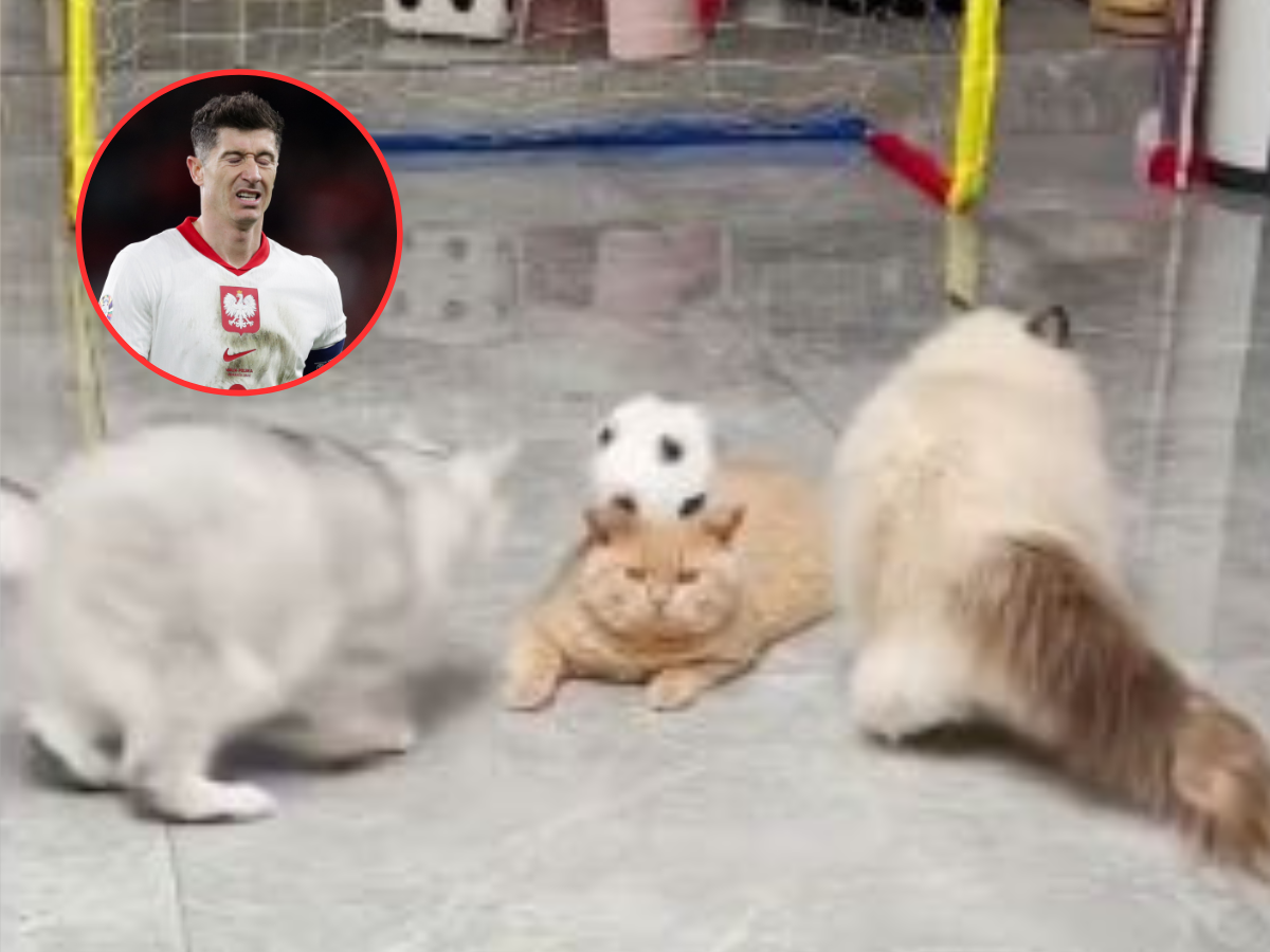 koty i Lewandowski