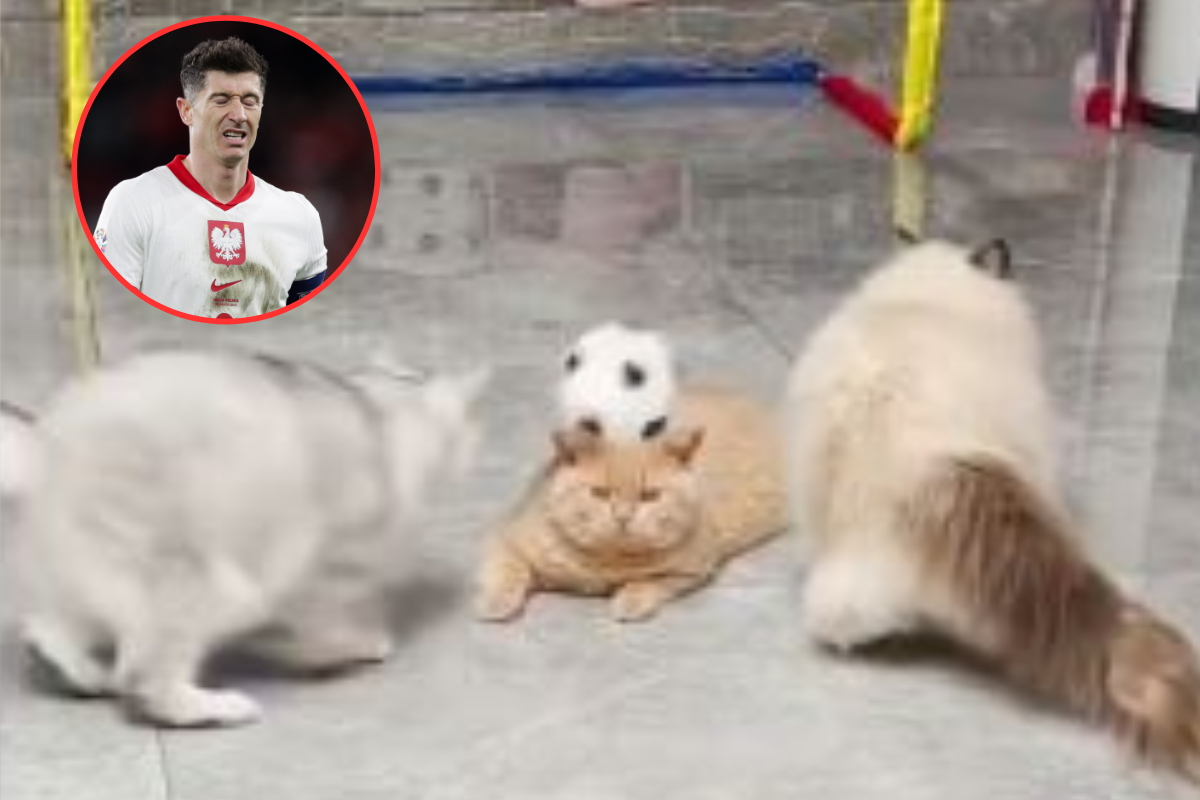 koty i Lewandowski