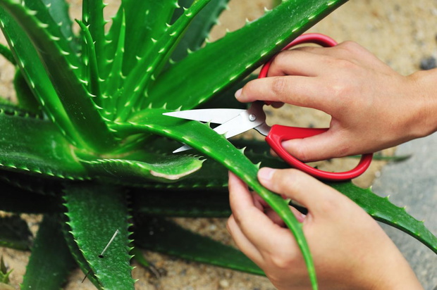 aloes-rozmnazanie-2466674-5799781