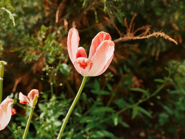 choroby-tulipanow-zdjecia-2511470-c7592e1