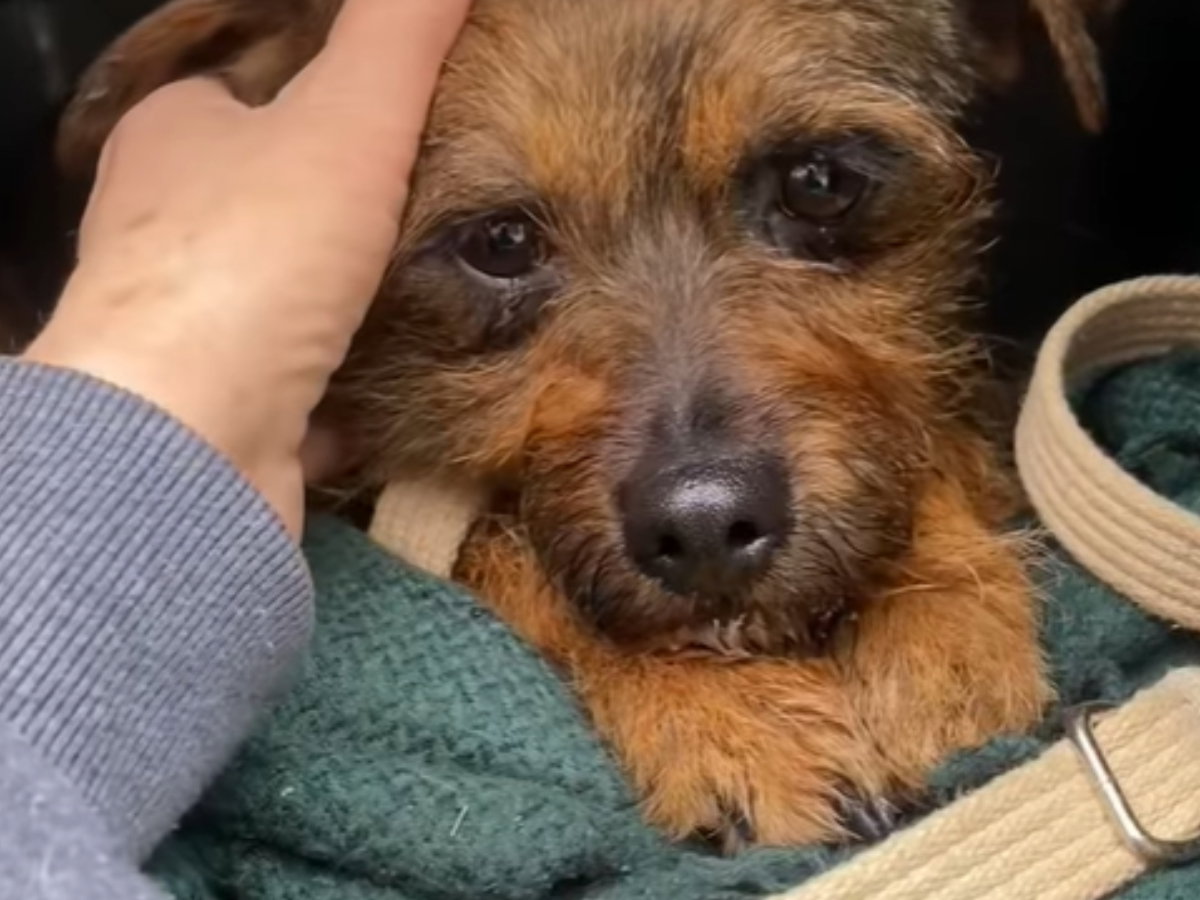 Adopcja psa - Bączek zasługuje na lepszy los. Jego opiekun umarł, a on został całkiem sam