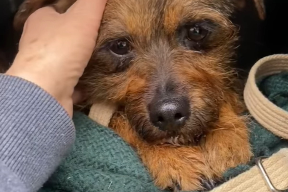 Adopcja psa - Bączek zasługuje na lepszy los. Jego opiekun umarł, a on został całkiem sam