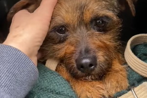 Adopcja psa - Bączek zasługuje na lepszy los. Jego opiekun umarł, a on został całkiem sam