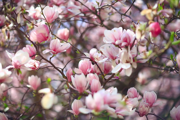magnolia-drzewo-kwitnace-na-rozowo-2467639-df67e8a