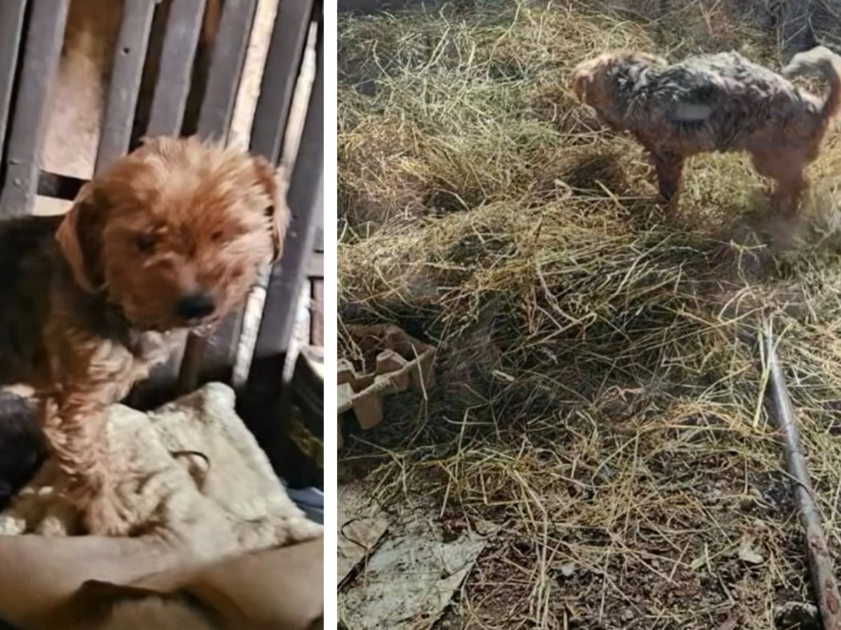 Pani tych psiaków zmarła, a one zostały same na pastwę losu. Próbowały przetrwać w nieludzkich warunkach
