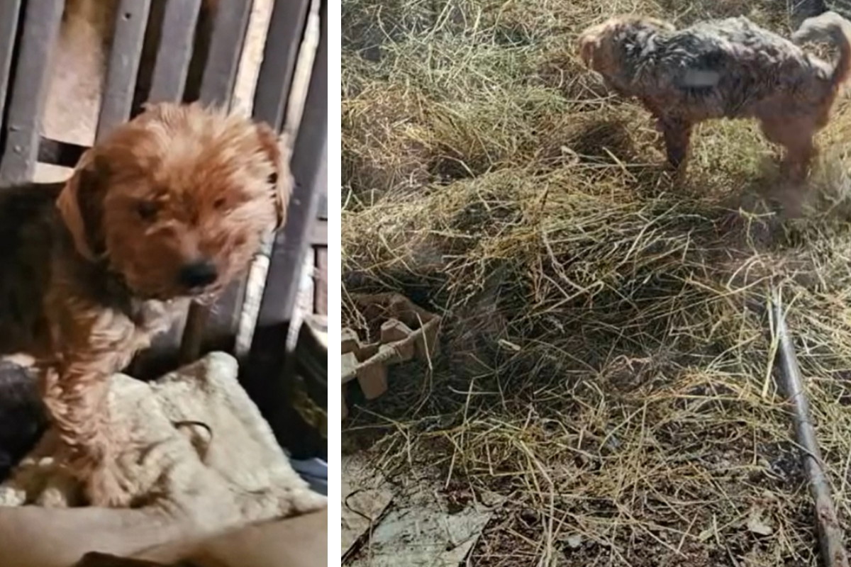 Pani tych psiaków zmarła, a one zostały same na pastwę losu. Próbowały przetrwać w nieludzkich warunkach