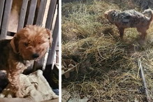 Pani tych psiaków zmarła, a one zostały same na pastwę losu. Próbowały przetrwać w nieludzkich warunkach