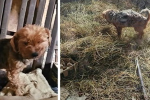 Pani tych psiaków zmarła, a one zostały same na pastwę losu. Próbowały przetrwać w nieludzkich warunkach