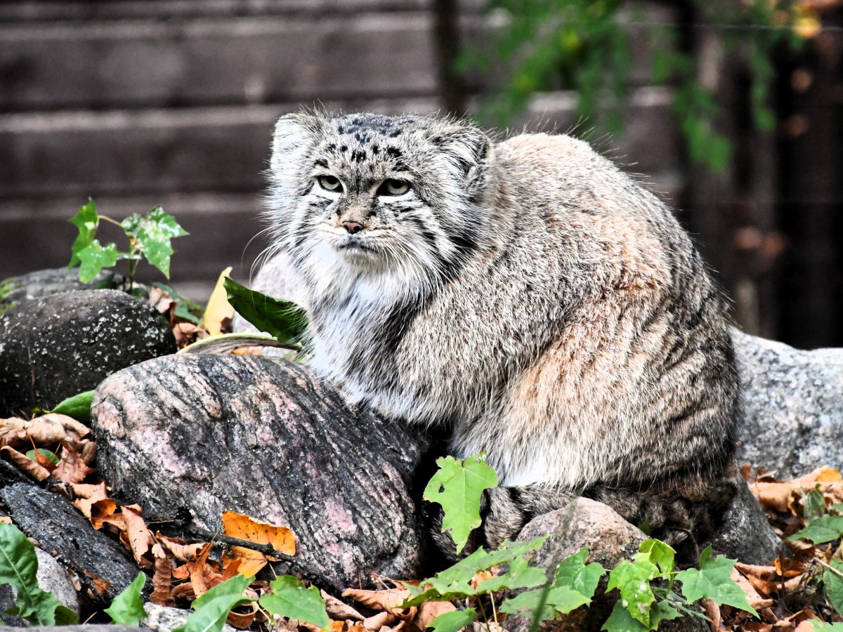 Mania z poznańskiego zoo walczy o prestiżowy tytuł. Wszystkie ręce na pokład