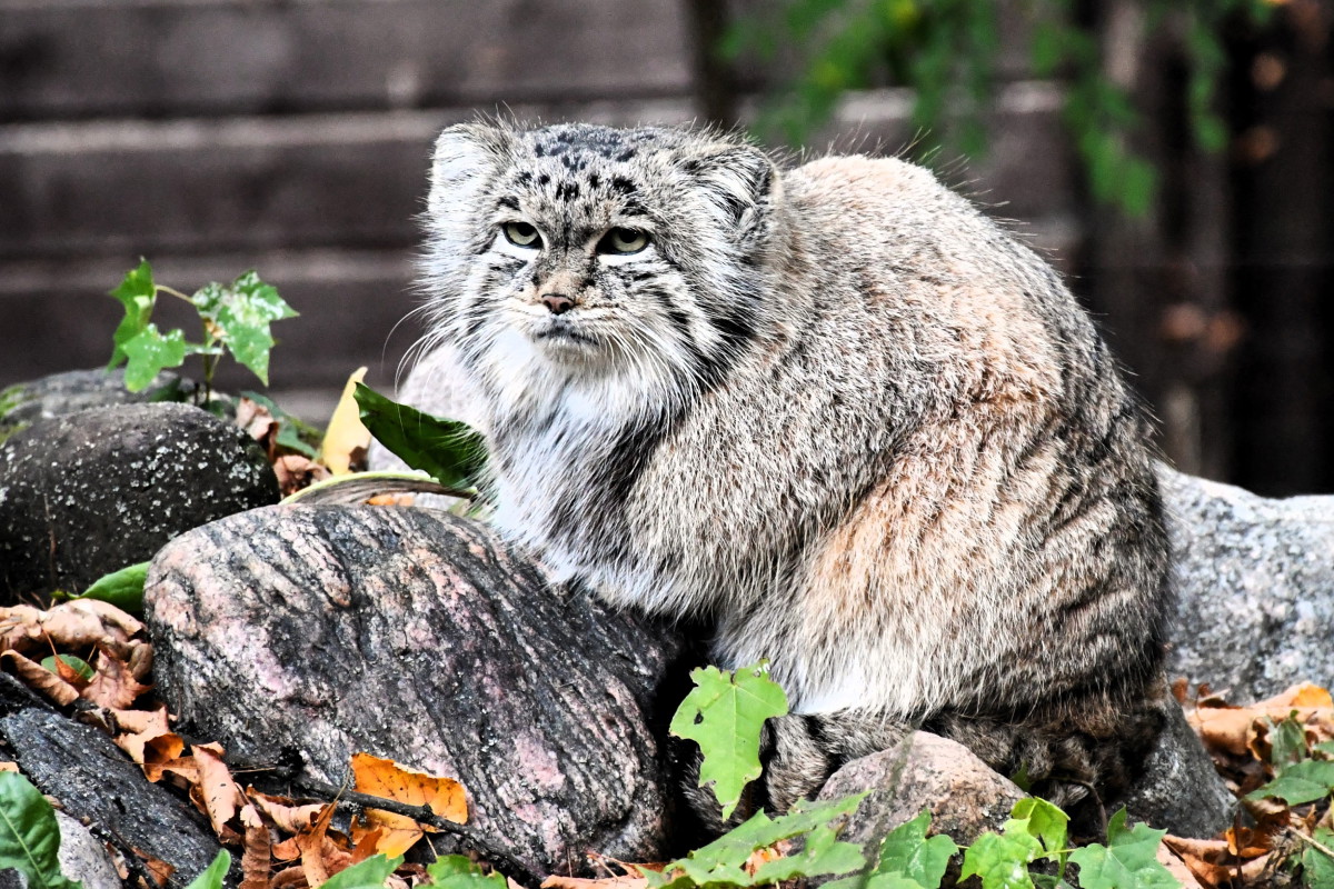 Mania z poznańskiego zoo walczy o prestiżowy tytuł. Wszystkie ręce na pokład