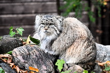 Mania z poznańskiego zoo walczy o prestiżowy tytuł. Wszystkie ręce na pokład