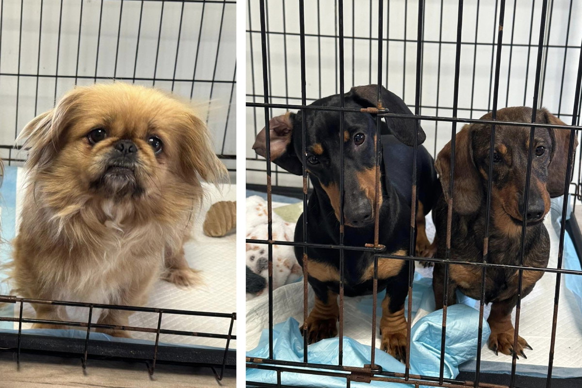 Rasowe szczeniaki do adopcji. Te maleńki psiaki zostały wyrwane z pseudohodowli