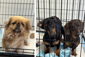 Rasowe szczeniaki do adopcji. Te maleńki psiaki zostały wyrwane z pseudohodowli