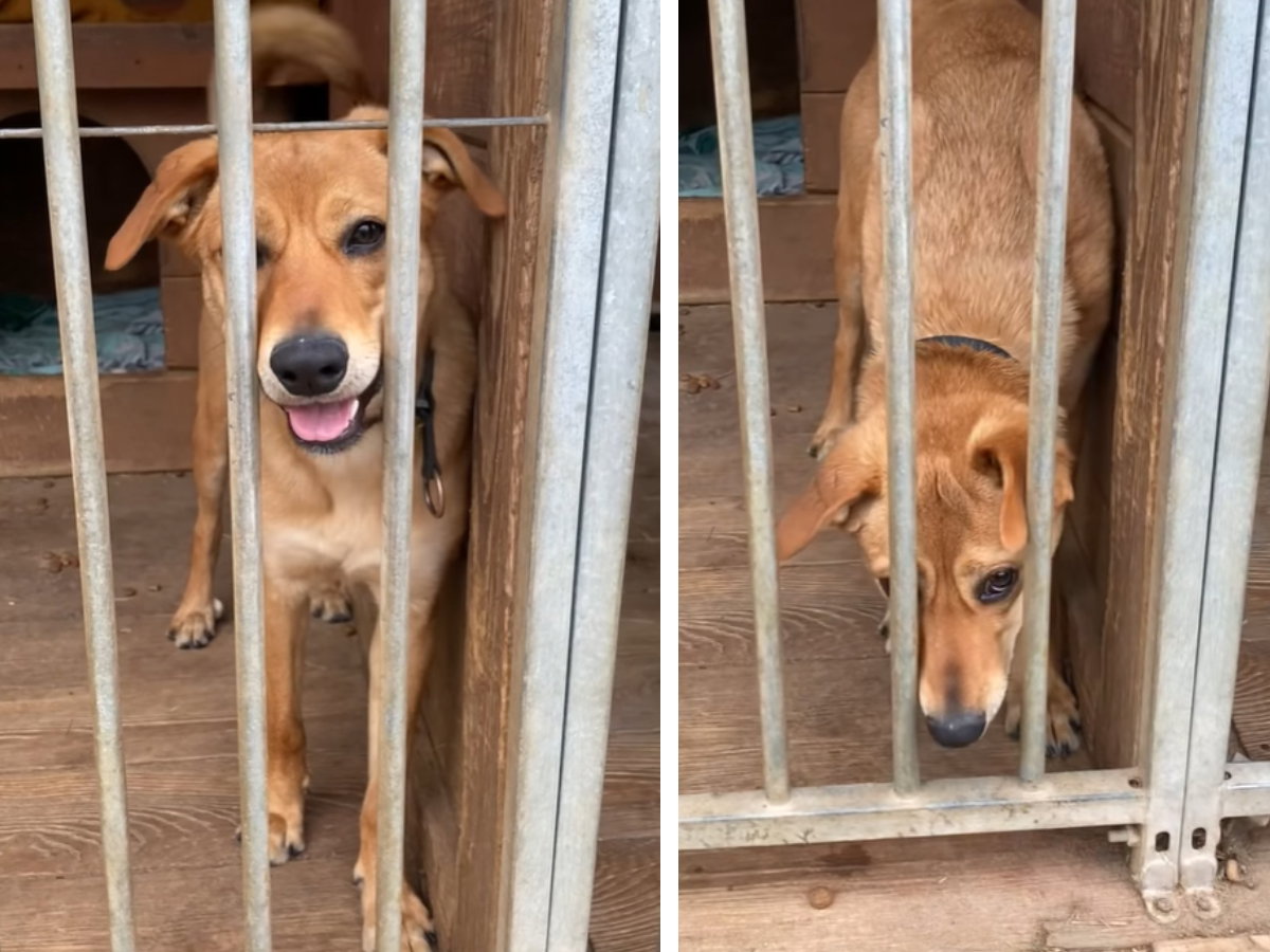 Adopcja psa - Lotka nie wychodziła z domu, a teraz została oddana do schroniska