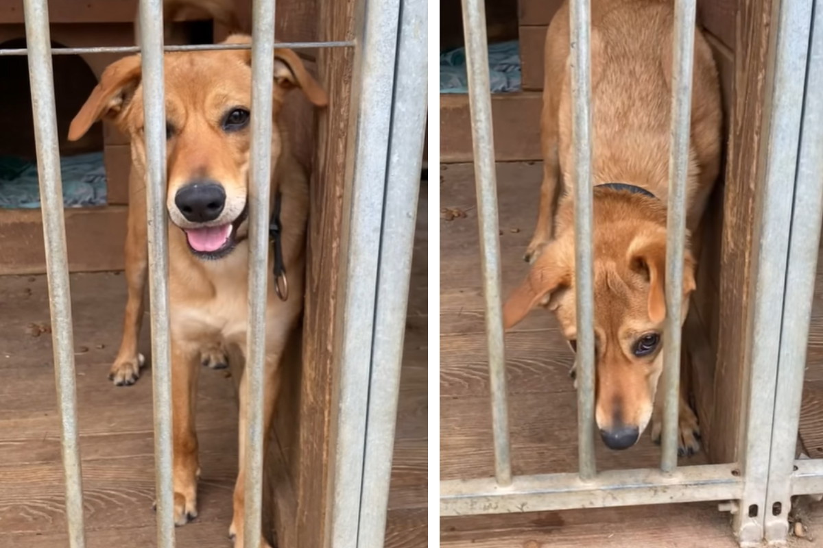 Adopcja psa - Lotka nie wychodziła z domu, a teraz została oddana do schroniska