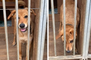 Adopcja psa - Lotka nie wychodziła z domu, a teraz została oddana do schroniska