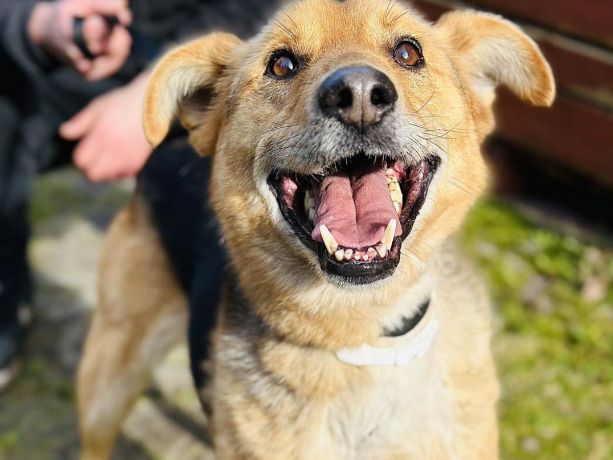 Adopcja psa - Poranek wiele przeszedł. Czeka na kogoś, kto go pokocha