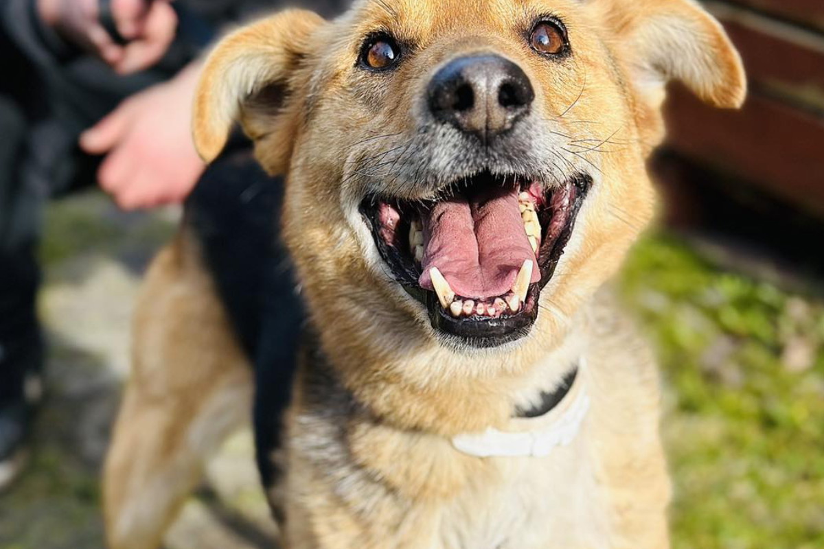 Adopcja psa - Poranek wiele przeszedł. Czeka na kogoś, kto go pokocha
