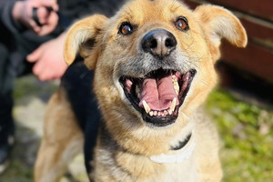 Adopcja psa - Poranek wiele przeszedł. Czeka na kogoś, kto go pokocha
