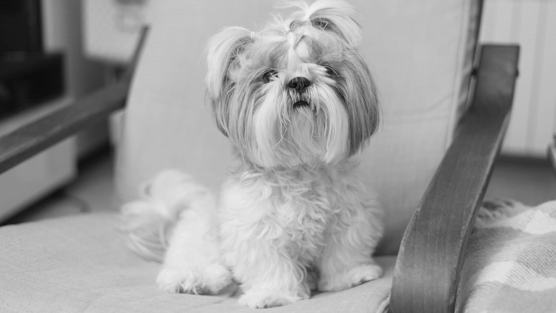 shih tzu