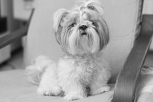 shih tzu