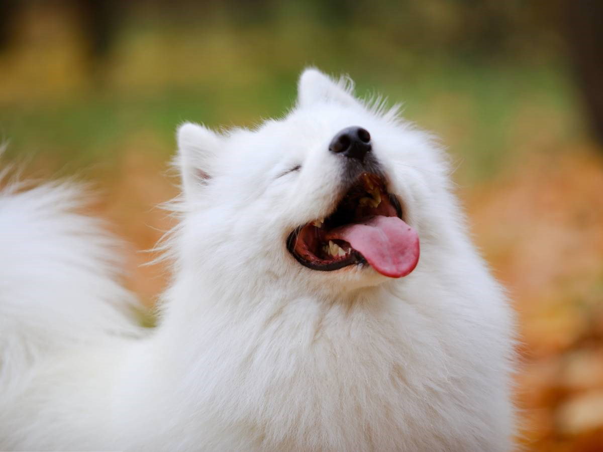 samoyed