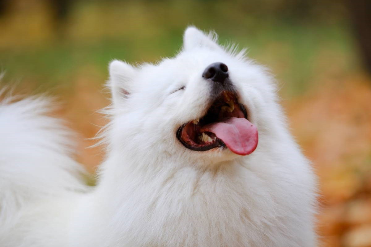 samoyed