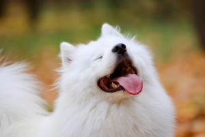 samoyed