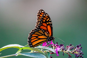 Przepiękny motyl znalazł się w tarapatach. Zakończenie tej historii jest niewiarygodne