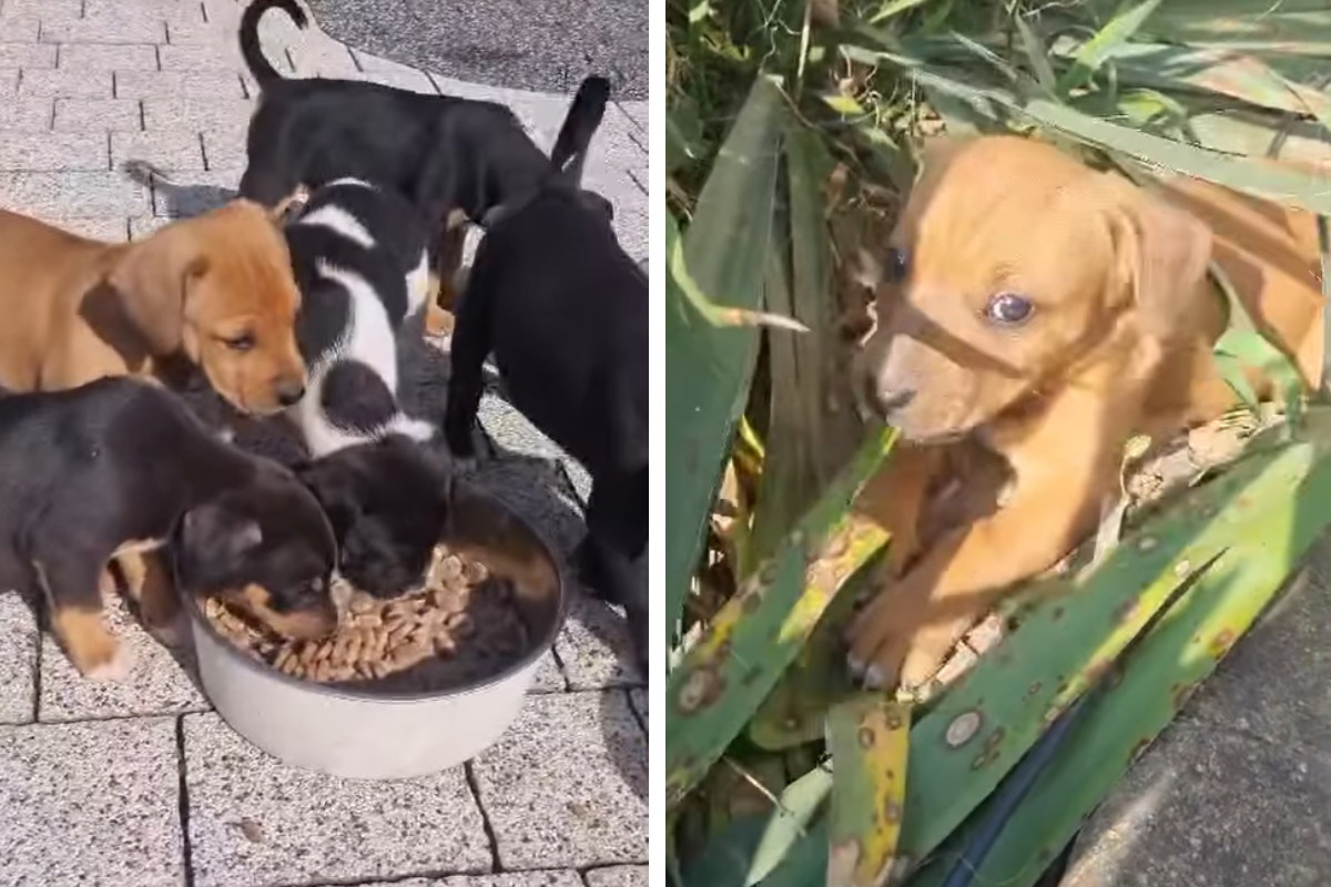Adopcja psa - szczeniaki do wzięcia. Psie rodzeństwo potrzebuje twojej pomocy