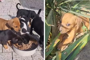 Adopcja psa - szczeniaki do wzięcia. Psie rodzeństwo potrzebuje twojej pomocy
