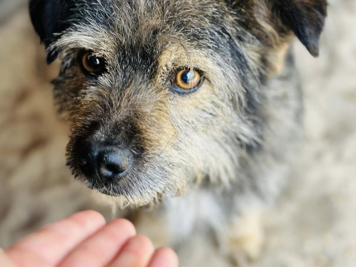 Adopcja psa - Pabi wiele przeszedł. Malutkie bojątko potrzebuje miłości