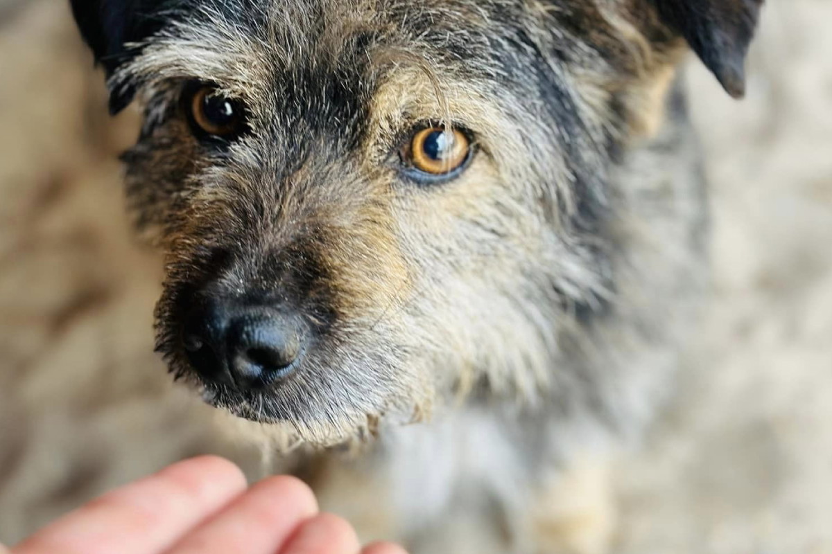 Adopcja psa - Pabi wiele przeszedł. Malutkie bojątko potrzebuje miłości