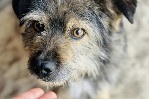 Adopcja psa - Pabi wiele przeszedł. Malutkie bojątko potrzebuje miłości