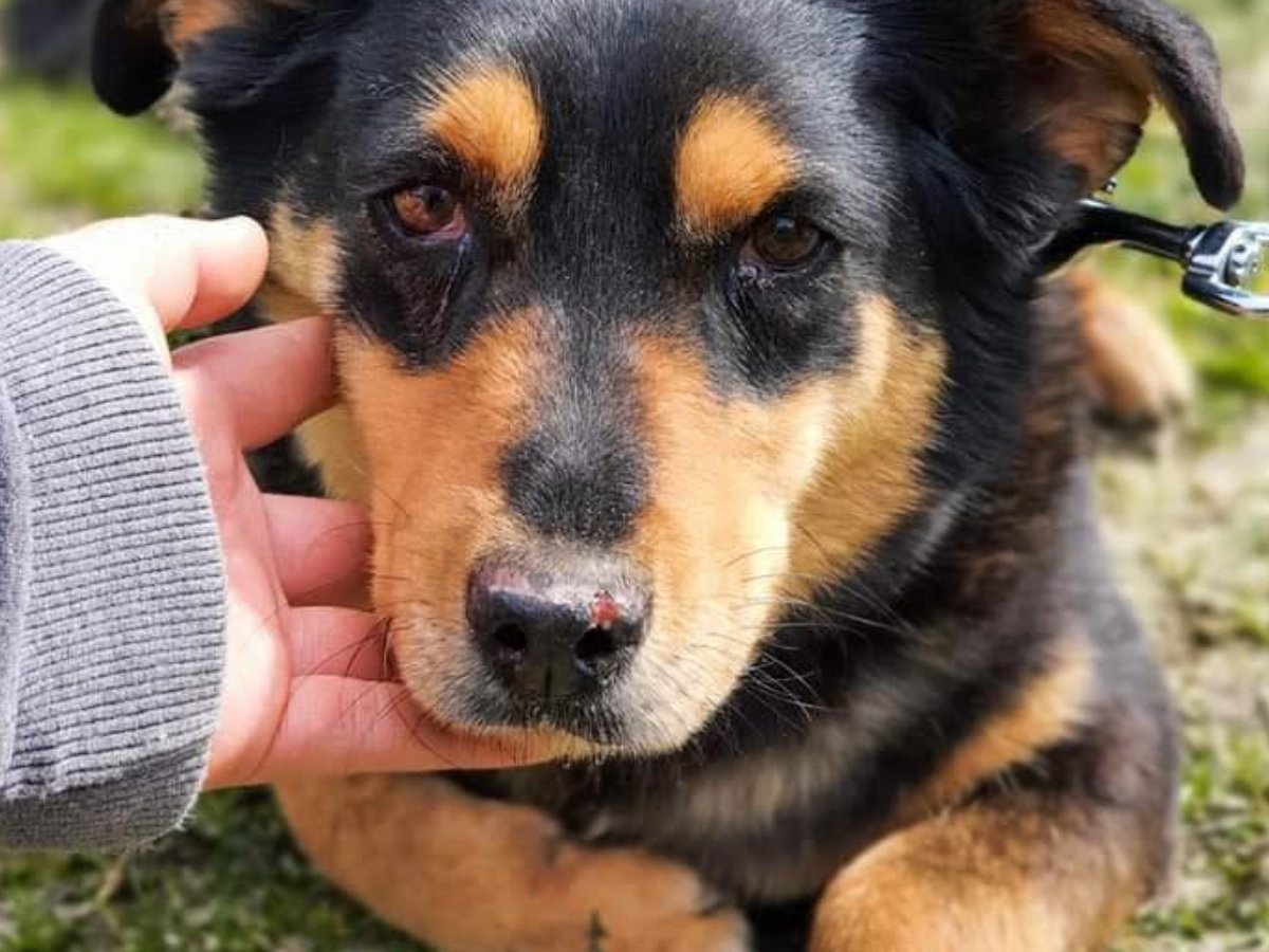 Adopcja psa - Fokus walczy o przeżycie w schronisku. Jest z nim coraz gorzej