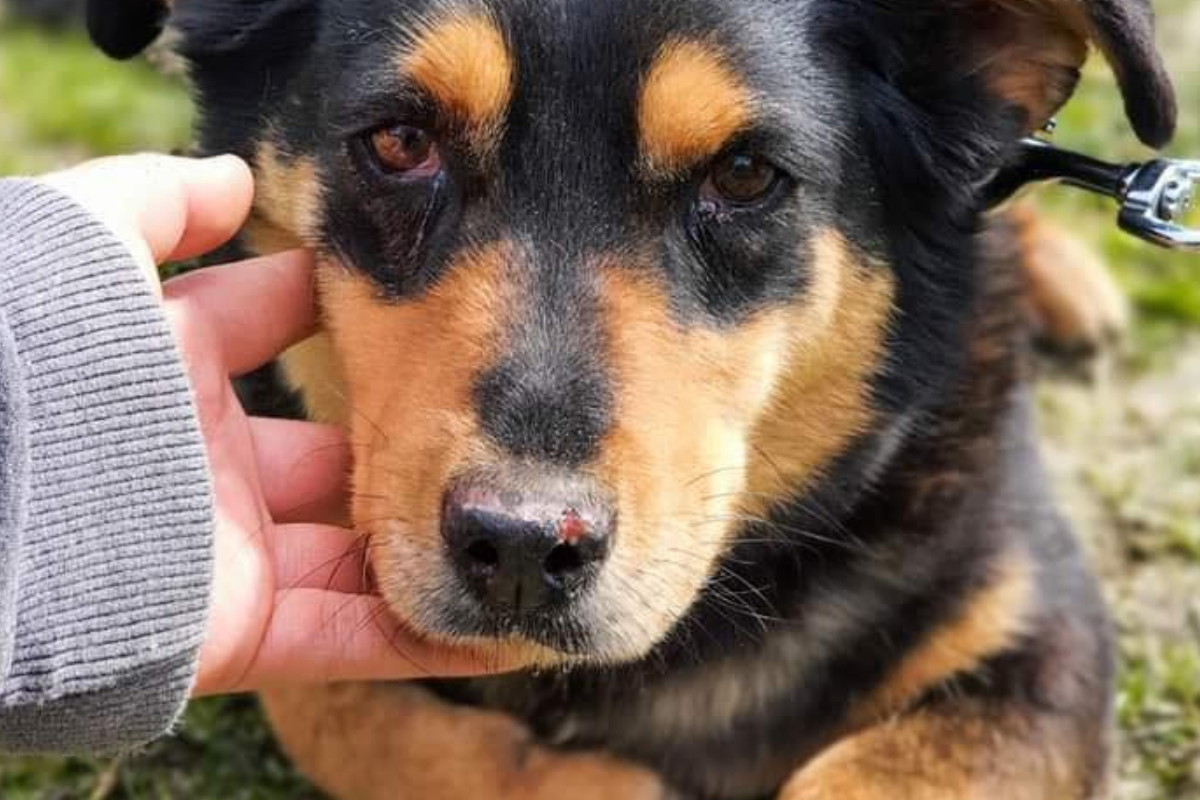 Adopcja psa - Fokus walczy o przeżycie w schronisku. Jest z nim coraz gorzej