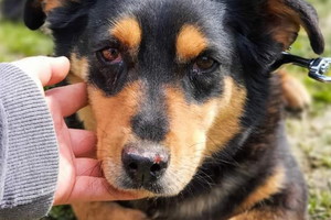 Adopcja psa - Fokus walczy o przeżycie w schronisku. Jest z nim coraz gorzej