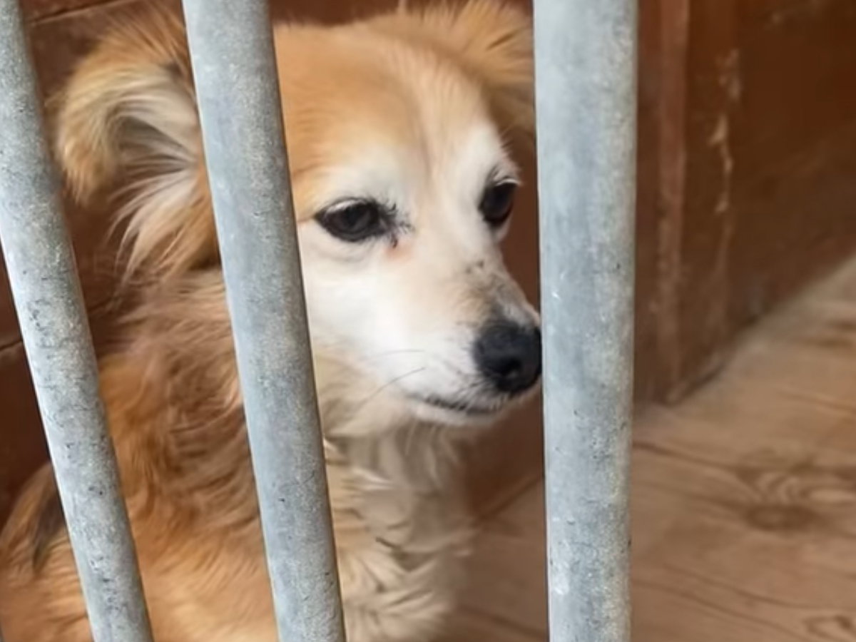 Tereska - psinka do adopcji. Jej opiekun umarł, a ona została całkiem sama