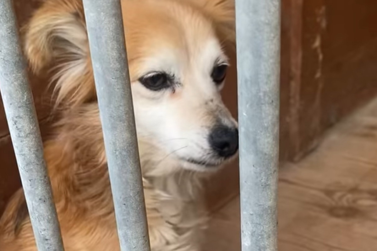 Tereska - psinka do adopcji. Jej opiekun umarł, a ona została całkiem sama