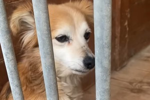 Tereska - psinka do adopcji. Jej opiekun umarł, a ona została całkiem sama