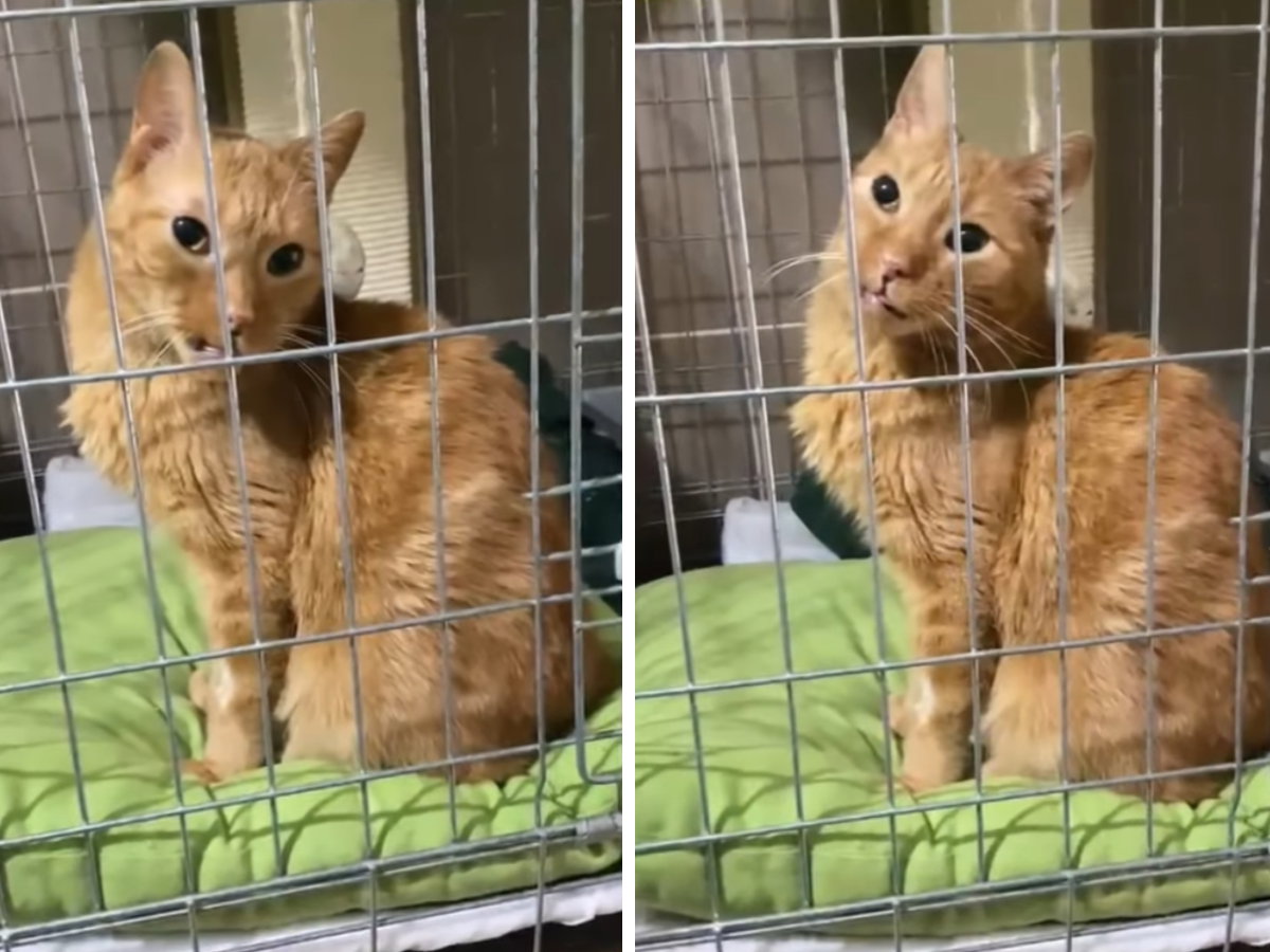 Adopcja kota - opiekunka musiała oddać go do schroniska. Jogi zupełnie nie rozumie, co się stało
