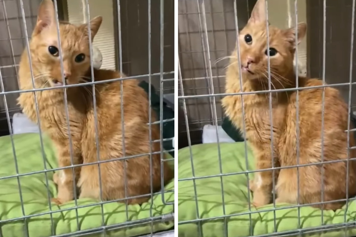 Adopcja kota - opiekunka musiała oddać go do schroniska. Jogi zupełnie nie rozumie, co się stało